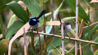 Birds bamboo stick field leaves - elizabeth durack free wallpaper