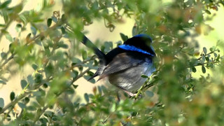 Blue bird tree branch leaves - top of a tree branch free wallpaper