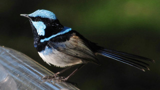 Blue black bird feeder looking - e. simms campbell free wallpaper