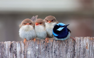 Three little birds wooden fence - a wooden fence free wallpaper