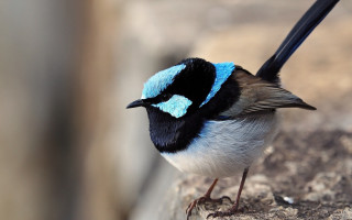 Small blue black tailed bird - tail free wallpaper