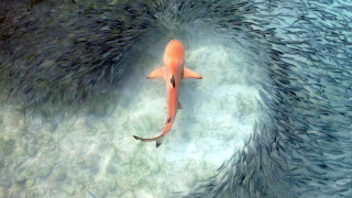 Fish group swimming ocean circle - a large group of fish swimming in the ocean together free wallpaper