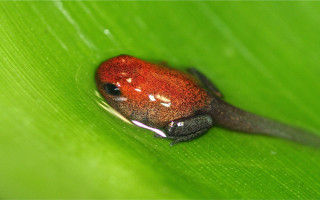 Red black frog green leaf - frog free wallpaper