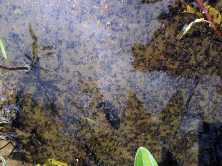 Water plants leaves floating person - plant free wallpaper