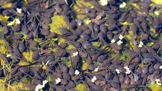 Small black animals green field - a green field of grass free wallpaper