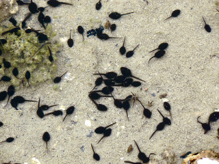 Black bugs sandy ground rock - aquirax uno free wallpaper