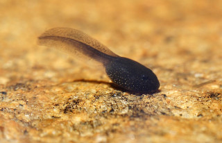 Slug crawling rock dirt nature - an illustration free wallpaper for desktop