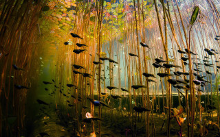 Fish pond bamboo plants sunlight - photograph free wallpaper for desktop