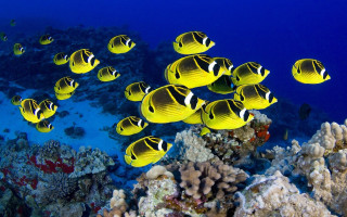 Yellow fish coral reef underwater 2 - a large group free wallpaper for desktop