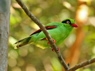 Green bird forest puzzle photorealistic - de hirsh margule free wallpaper