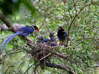 Birds tree branch bamboo forest - a couple of birds free wallpaper