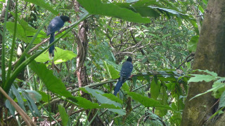 Blue birds perched branch forest - primitivism free wallpaper