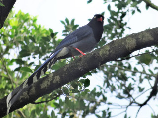 Bird branch leaves sky clouds - boetius adamsz bolswert free wallpaper