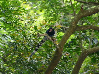 Black bird perched tree branch - a tree branch in a forest free wallpaper