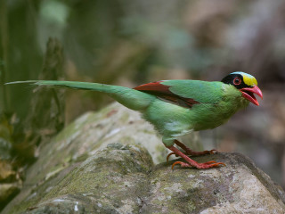 Green bird wings spread rock - its beak open free wallpaper
