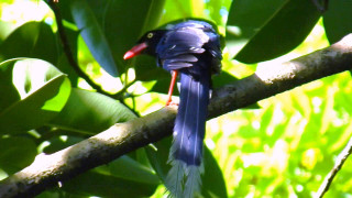 Bird long beak branch tree 5 - a long beak free wallpaper