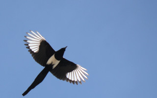 Black white bird flying sky 2 - free bird wallpaper