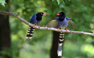 Two birds branch wings spread 4 - their wing free wallpaper