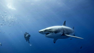 Man shark diver ocean night - colin moss free wallpaper