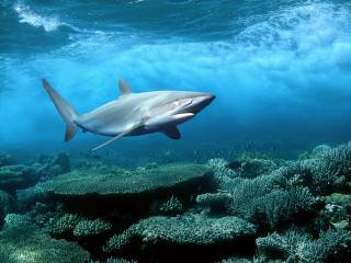 Shark swimming coral reef ocean 2 - a large amount of water free wallpaper