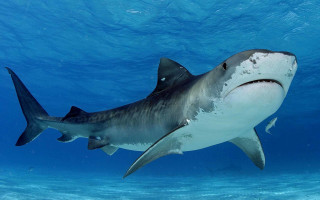 Large shark swimming ocean camera - a large shark swimming in the ocean free wallpaper