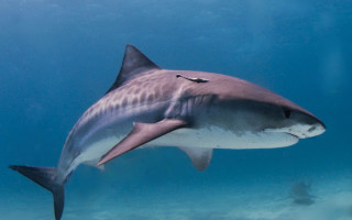 Shark swimming ocean person camera - sharp high detail free wallpaper