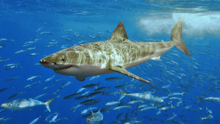 Large shark ocean fish diver - a large shark swimming in the ocean free wallpaper