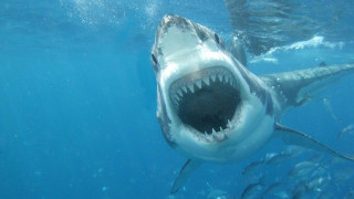 Shark open mouth fish diver - other fish free wallpaper