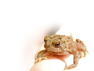 Small frog persons hand white - animal free wallpaper for desktop