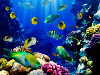 Large group fish aquarium corals 3 - a large aquarium free wallpaper