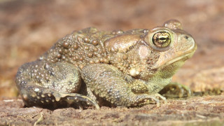 Frog sitting ground camera lens - a frog free wallpaper for desktop