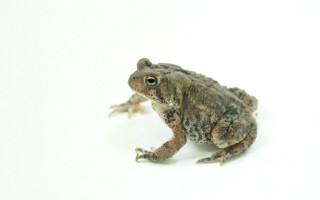 Frog sitting white surface background - a frog free wallpaper for desktop