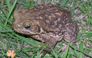 Frog grass flower background blurry - a frog free wallpaper for desktop