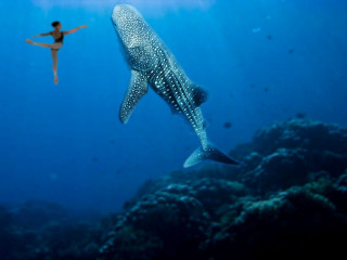 Woman swimming whale ocean man - nearby free wallpaper