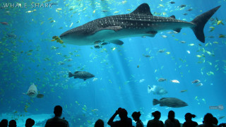 Whale aquarium fish people watching - a large aquarium free wallpaper