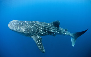 Whale swimming fish ocean bubbles - abidin dino free wallpaper for desktop