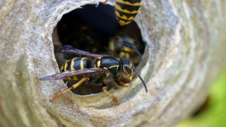 Bees nest tree branch couple - adam szentpétery free wallpaper