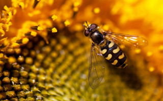 Bee sunflower field macro autumn - a bee free wallpaper