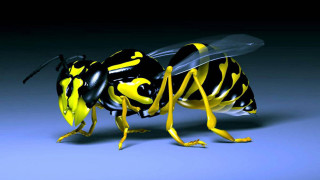 Yellow black bee blue background - a black stripe free wallpaper