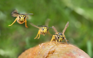 Three bees rotten apple macro - wing free wallpaper