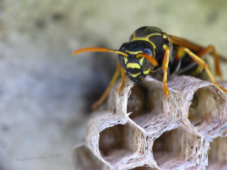 Bee closeup wood smoke bug - a piece of wood free wallpaper