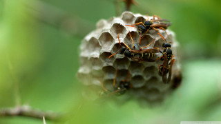 Bees honeycomb tree branch green - christopher williams free wallpaper