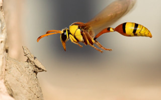 Yellow insect flying rock wall - its wing free wallpaper