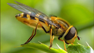 Bee leaf macro hurufiyya realistic - a close up of a bee free wallpaper