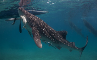 Whale swimming ocean man nearby - carl hoppe free wallpaper