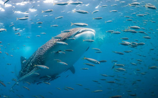 Large whale ocean surrounded fish - fish free wallpaper