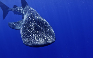 Whale shark swimming ocean fish - abidin dino free wallpaper for desktop