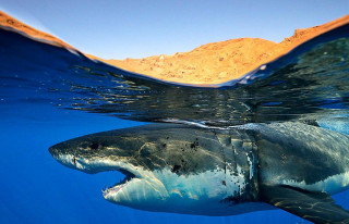 Great white shark ocean mountain - damien hirst free wallpaper