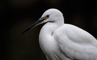 White bird black beak yellow - a yellow eye free wallpaper