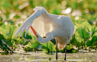White bird wings spread water 2 - a white bird free wallpaper for desktop